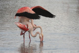 Flamingos pairing - Fenicottero Rosa in accoppiamento