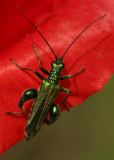 Macro world