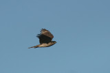 Sparrowhawk  ( Accipiter nisus ). Female