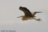 Purple Heron, juvenile