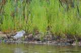 Common Greenshank, juvenile