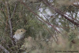 Western Bonellis Warbler