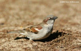 Passeridae (Old World sparrows)