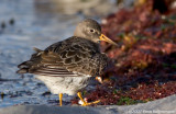 Purple Sandpiper