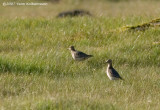 Buff-breasted Sandpipers