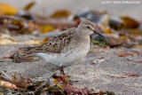 White-rumped Sandpiper, adult moulting