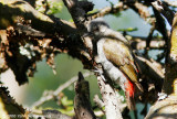 Grey-headed Woodpecker, female