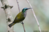 Green-headed Sunbird, female