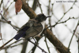 Kenya Violet-backed Sunbird, male