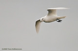 Ivory Gull, adult