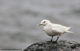Ivory Gull, adult