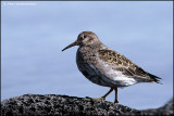 Purple Sandpiper, adult in breeding plumage