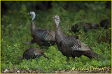 _DSC00479450turkeys copy.jpg