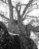 oldman oaktree.jpg