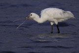 Spatola - Platalea Leucorodia