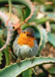 Pettirosso - Erithacus rubecula