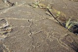 koa petroglyph site