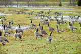 canada geese