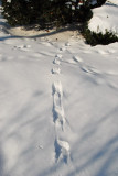 piney tracks