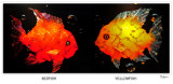 red fish - yellow fish