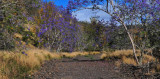 jacaranda trail