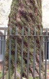 Fenced in tree