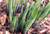 Hostas first sprouting