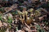 Ferns uncoiling