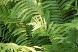 Ferns