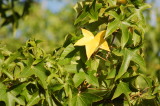 Sweet Gum standout