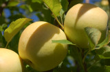 Golden delicious apples