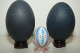 Emu eggs with chicken egg