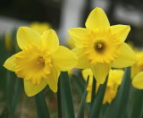 CRW_0121 twin daffodils editd.jpg
