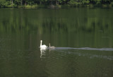 Swan and first year Juvenile