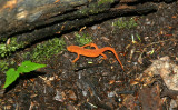 Orange Spotted Eft rzernitsky.jpg