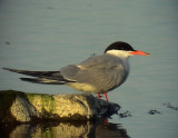 Fisktrna<br> Common Tern<br> Sterna hirundo	