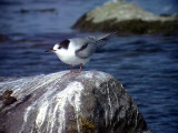 Fisktrna<br> Common Tern<br> Sterna hirundo	
