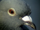 Tamduva <br> Feral Pigeon<br> Columba livia (domest.)	