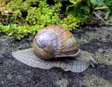 Vinbergssncka <br> Burgundy Snail  <br> Helix pomatia