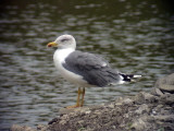 Medelhavstrut<br> Yellow-legged Gull<br> Larus michahellis(atlantis)