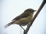 Kanariegransngare<br> Canary Islands Chiffchaff<br> Phylloscupus canariensis