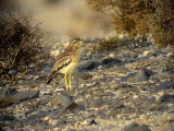 Tjockfot<br> Stone-Curlew<br> Burhinus oedicnemus(insularum)