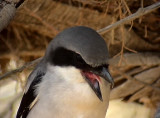 kenvarfgel<br> Sothern Grey Shrike<br> Lanius meridionalis(koenigi)