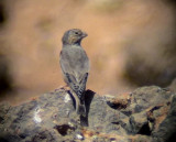 kentrumpetare<br> Trumpeter Finch<br> Bucanetes githagineus