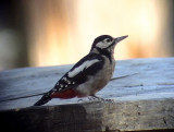 Strre hackspett<br> Great Spotted Woodpecker<br> Dendracopus major(canariensis)
