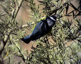 Koboltmes<br> African Blue Tit<br>  Cyanistis ultramarinus(teneriffae)