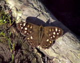 Kvickgrsfjril<br> Specled Wood<br> Pararge aegeria tircus