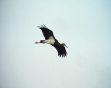 Svart stork<br> Black stork<br> Ciconia nigra