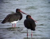 Svart stork<br> Black stork<br> Ciconia nigra
