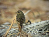 Sibirisk piplrka<br> Olive-backed Pipit<br> Anthus hodgsoni